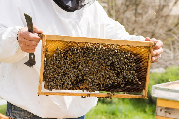 &laquo;А мы любим мед&raquo;: &laquo;Билайн&raquo; запускает платформу для пасечников и фермеров