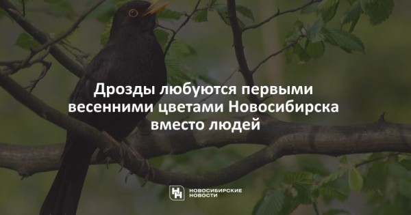 Дрозды любуются первыми весенними цветами Новосибирска вместо людей Дрозды любуются первыми весенними цветами Новосибирска вместо людей