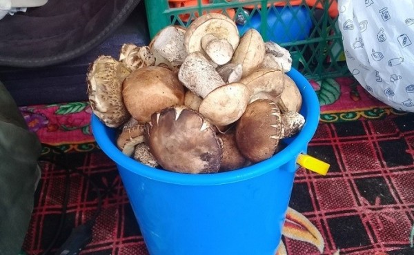 Грибной рекорд-2020 – ведра подберезовиков в середине мая Грибной рекорд-2020 – ведра подберезовиков в середине мая