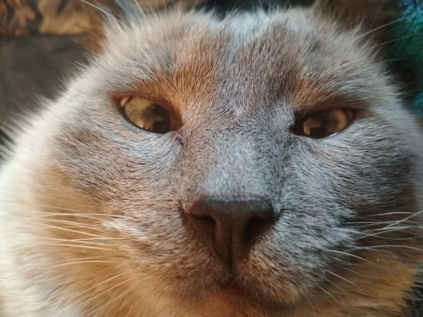 &laquo;Любит пожрать и себя&raquo;: хозяйка выставила на продажу кота-жиробаса за 400 тысяч рублей