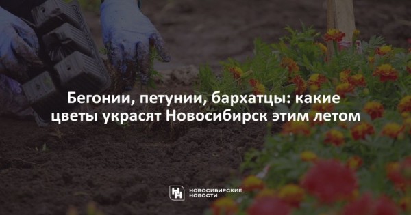 Бегонии, петунии, бархатцы: какие цветы украсят Новосибирск этим летом Бегонии, петунии, бархатцы: какие цветы украсят Новосибирск этим летом