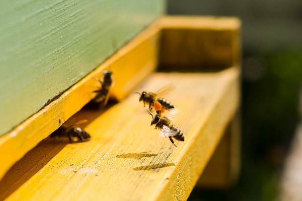 &laquo;А мы любим мед&raquo;: &laquo;Билайн&raquo; запускает платформу для пасечников и фермеров