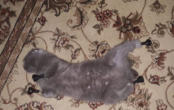 &laquo;Днем бранятся, а вечером засыпают на одном диване&raquo;: коронавирус свел кота и кошку на протезах