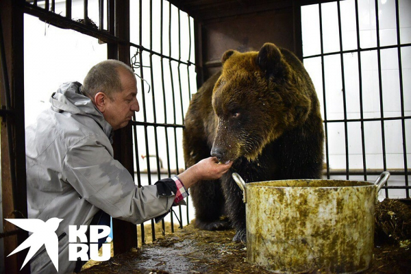 &laquo;Держит Марусю в вольере, целует ее, как кошку!&raquo;: сибиряка, который поселил дома медведицу с медвежонком, осудили зоозащитники