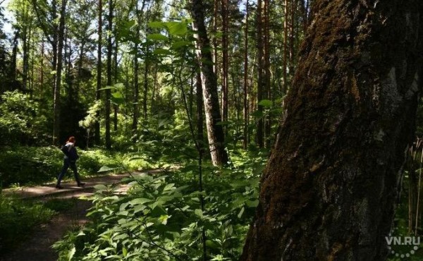 Клещи озверели в Новосибирской области Клещи озверели в Новосибирской области