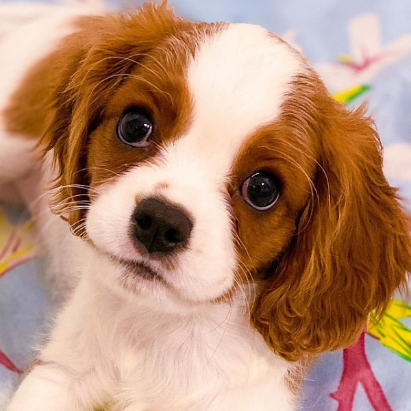 «Мы полетим на чумном самолете»: застрявшие в Таиланде россияне готовятся провести больше суток в салоне Боинга «Мы полетим на чумном самолете»: застрявшие в Таиланде россияне готовятся провести больше суток в салоне Боинга