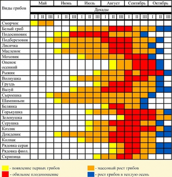 Грибы в Новосибирске 2020: где растут и когда их будет больше всего