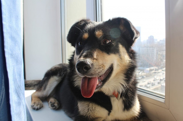 &laquo;Администраторов уволили, собак раздали&raquo;: как песокафе переживает кризис из-за самоизоляции