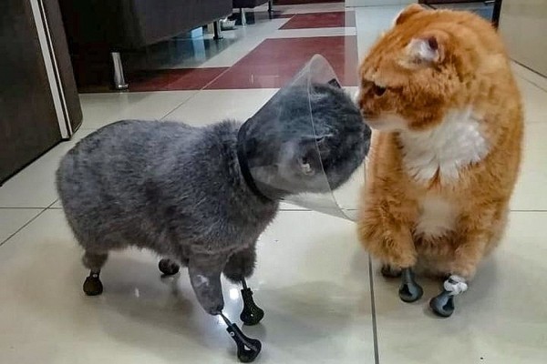&laquo;Днем бранятся, а вечером засыпают на одном диване&raquo;: коронавирус свел кота и кошку на протезах