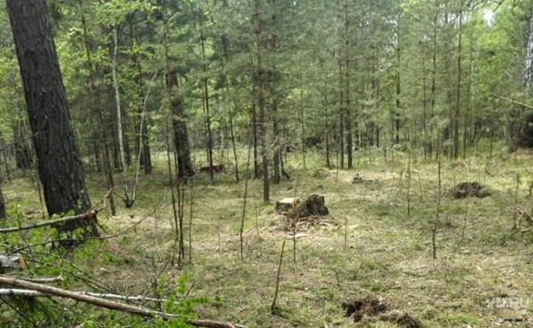 Лес в Абрашино рубят на законных основаниях &ndash; Минприроды