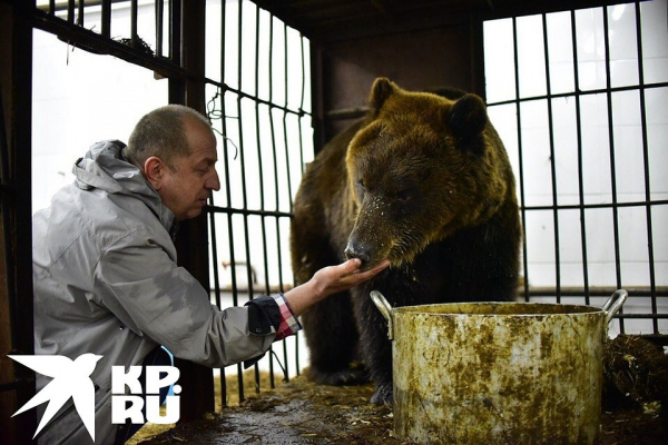 &laquo;Держит Марусю в вольере, целует ее, как кошку!&raquo;: сибиряка, который поселил дома медведицу с медвежонком, осудили зоозащитники