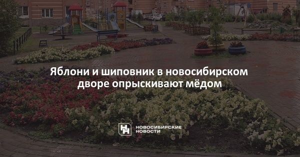 Яблони и шиповник в новосибирском дворе опрыскивают мёдом Яблони и шиповник в новосибирском дворе опрыскивают мёдом