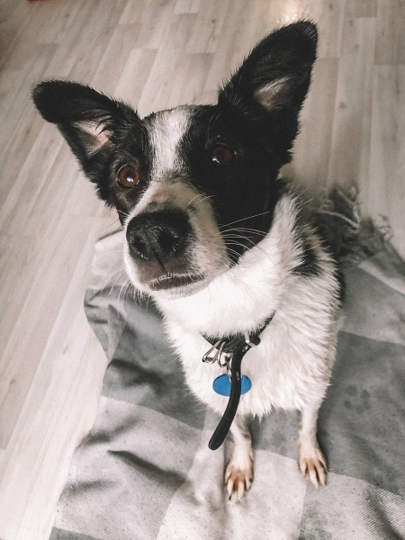 &laquo;Администраторов уволили, собак раздали&raquo;: как песокафе переживает кризис из-за самоизоляции