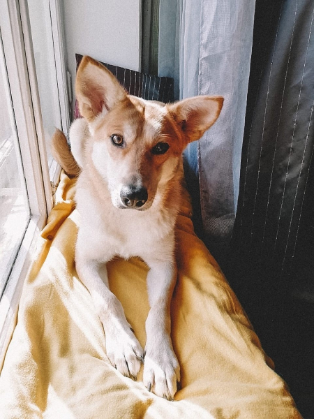 &laquo;Администраторов уволили, собак раздали&raquo;: как песокафе переживает кризис из-за самоизоляции