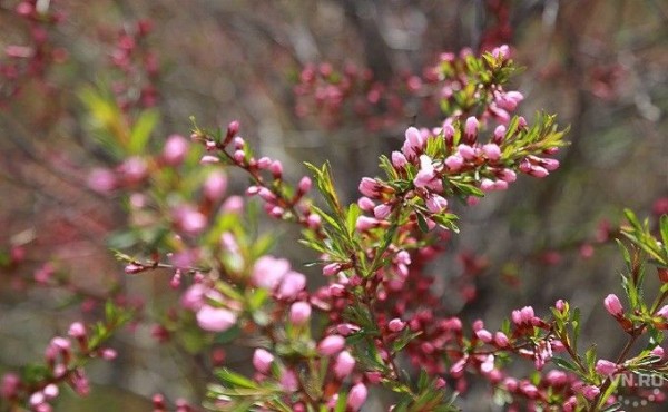 Поздравление с Днем Весны и Труда