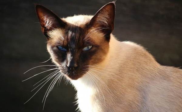 Какие породы кошек и собак живут дольше Какие породы кошек и собак живут дольше