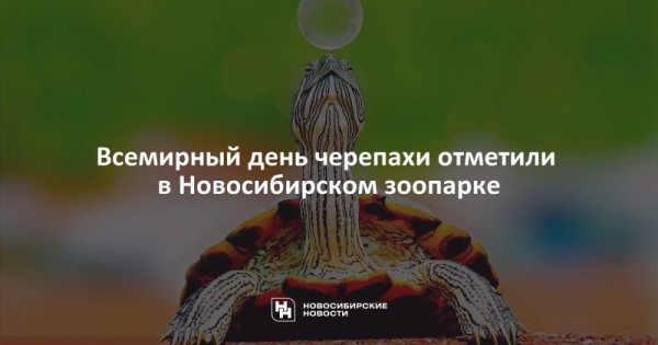 Всемирный день черепахи отметили в Новосибирском зоопарке Всемирный день черепахи отметили в Новосибирском зоопарке