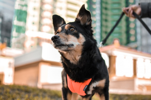 &laquo;Администраторов уволили, собак раздали&raquo;: как песокафе переживает кризис из-за самоизоляции