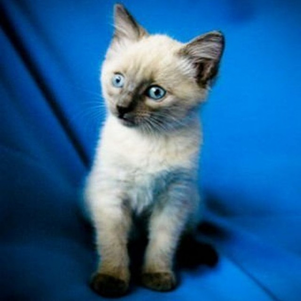 &laquo;Любит пожрать и себя&raquo;: хозяйка выставила на продажу кота-жиробаса за 400 тысяч рублей