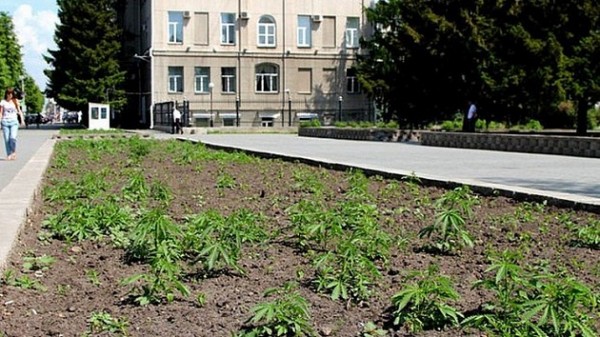 На клумбах в центре Новосибирска выросла конопля