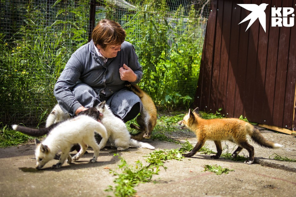 «Любят сыр и человека»: как живёт единственная в России звероферма, где разводят домашних лисиц «Любят сыр и человека»: как живёт единственная в России звероферма, где разводят домашних лисиц