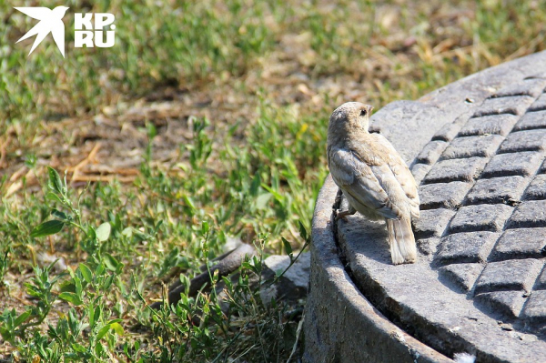 Мутант в перьях: в Новосибирске нашли редкого белого воробья Мутант в перьях: в Новосибирске нашли редкого белого воробья