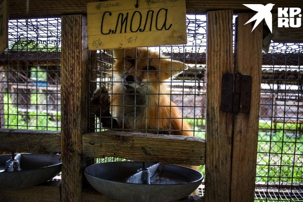 «Любят сыр и человека»: как живёт единственная в России звероферма, где разводят домашних лисиц «Любят сыр и человека»: как живёт единственная в России звероферма, где разводят домашних лисиц