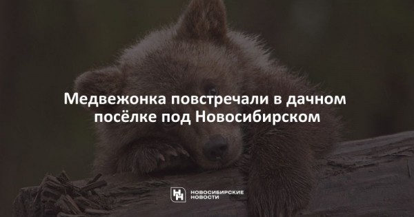 Медвежонка повстречали в&nbsp;дачном посёлке под Новосибирском