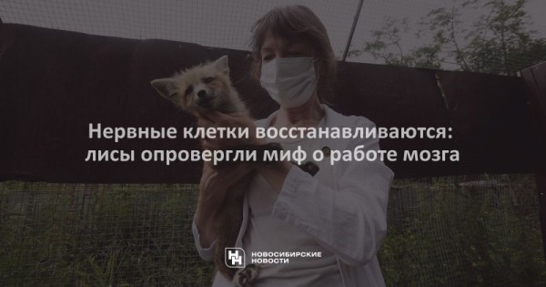 Нервные клетки восстанавливаются: лисы опровергли миф о&nbsp;работе мозга