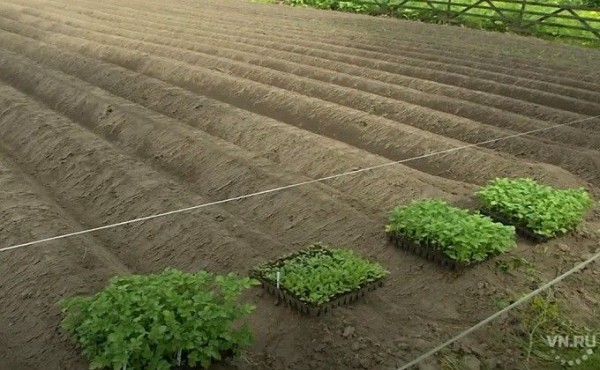 Картошку по уникальной технологии высаживают под Новосибирском Картошку по уникальной технологии высаживают под Новосибирском