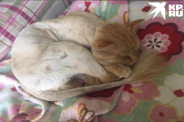 «Не украла, а нашла»: сибирячку обвиняют в похищении котов