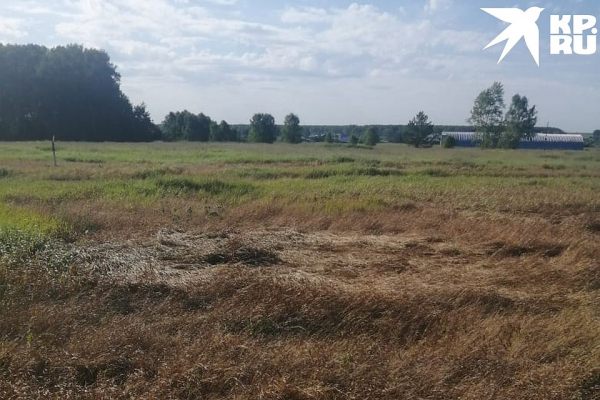 &laquo;Выносим их ведрами&raquo;: у загадочной массовой гибели пчел под Новосибирском нашлось объяснение