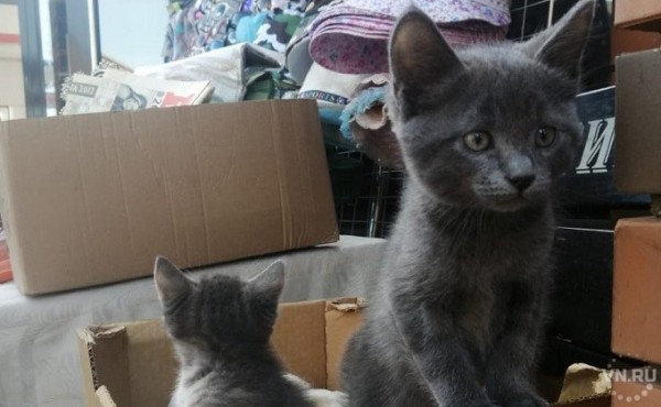 Где взять кота в Новосибирске: докажи, что достоин пушистика