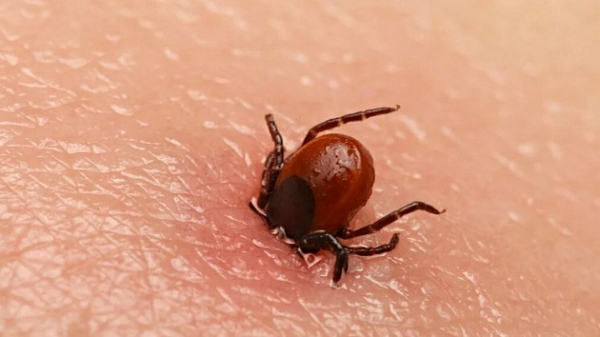 Два вида членистоногих из разных мест обитания создали потомство