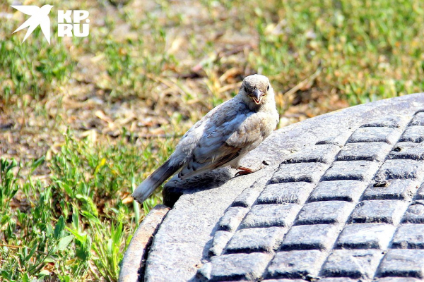 Мутант в перьях: в Новосибирске нашли редкого белого воробья Мутант в перьях: в Новосибирске нашли редкого белого воробья
