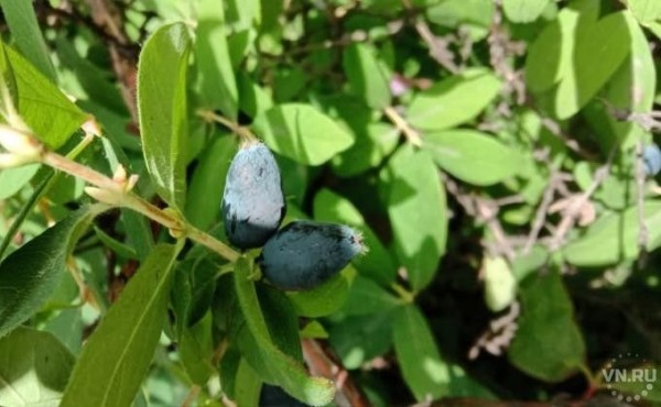 Жимолость на две недели раньше поспела в Новосибирске Жимолость на две недели раньше поспела в Новосибирске