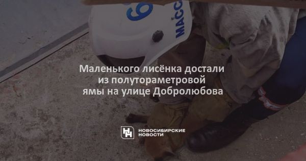 Маленького лисёнка достали из полутораметровой ямы на улице Добролюбова Маленького лисёнка достали из полутораметровой ямы на улице Добролюбова