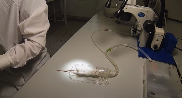 Ради спасения от коронавируса: ученые сделали самцу белой мыши вазэктомию и сняли это на видео