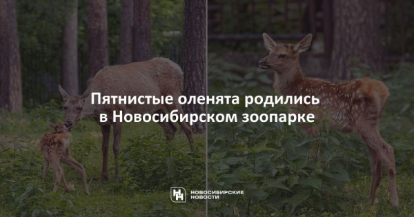 Пятнистые оленята родились в&nbsp;Новосибирском зоопарке