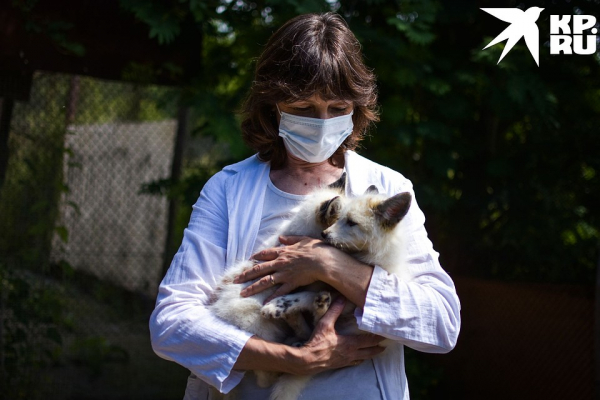 «Любят сыр и человека»: как живёт единственная в России звероферма, где разводят домашних лисиц «Любят сыр и человека»: как живёт единственная в России звероферма, где разводят домашних лисиц