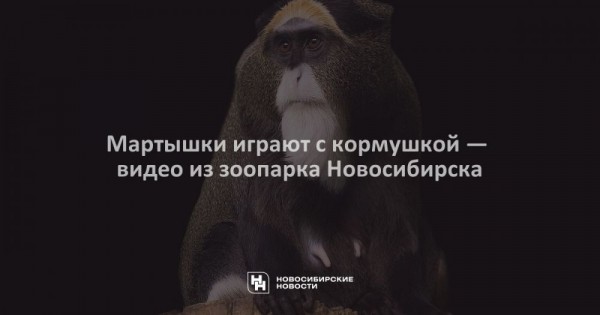 Мартышки играют с&nbsp;кормушкой&nbsp;&mdash; видео из&nbsp;зоопарка Новосибирска