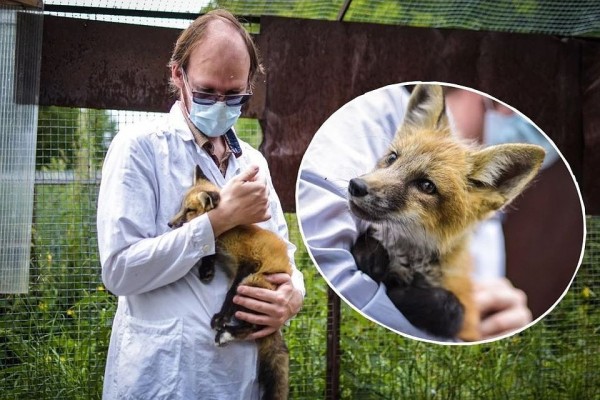 «Любят сыр и человека»: как живёт единственная в России звероферма, где разводят домашних лисиц «Любят сыр и человека»: как живёт единственная в России звероферма, где разводят домашних лисиц