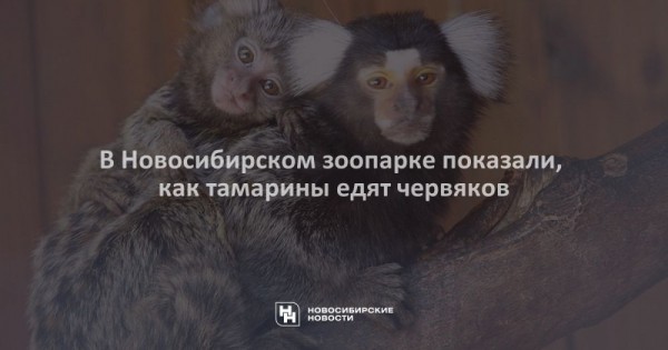 В&nbsp;Новосибирском зоопарке показали, как тамарины едят червяков