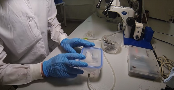 Ради спасения от коронавируса: ученые сделали самцу белой мыши вазэктомию и сняли это на видео