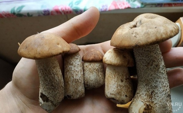 Карта грибных мест Новосибирской области 2020