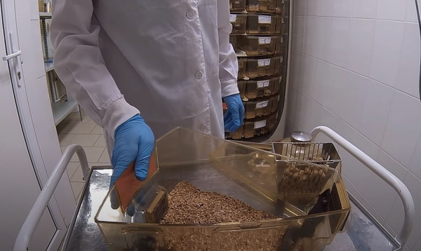 Ради спасения от коронавируса: ученые сделали самцу белой мыши вазэктомию и сняли это на видео