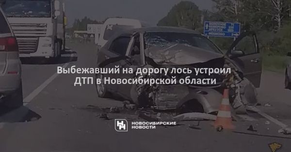 Выбежавший на&nbsp;дорогу лось устроил ДТП в&nbsp;Новосибирской области