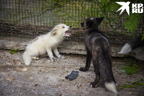 «Любят сыр и человека»: как живёт единственная в России звероферма, где разводят домашних лисиц «Любят сыр и человека»: как живёт единственная в России звероферма, где разводят домашних лисиц
