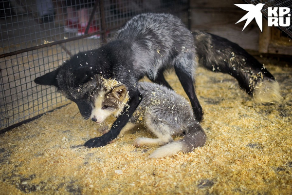 «Любят сыр и человека»: как живёт единственная в России звероферма, где разводят домашних лисиц «Любят сыр и человека»: как живёт единственная в России звероферма, где разводят домашних лисиц