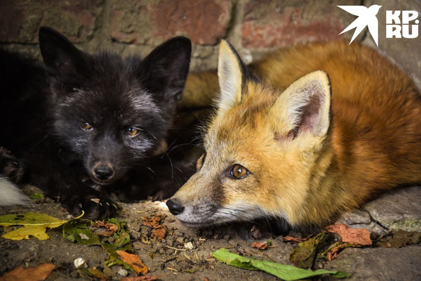 «Любят сыр и человека»: как живёт единственная в России звероферма, где разводят домашних лисиц «Любят сыр и человека»: как живёт единственная в России звероферма, где разводят домашних лисиц